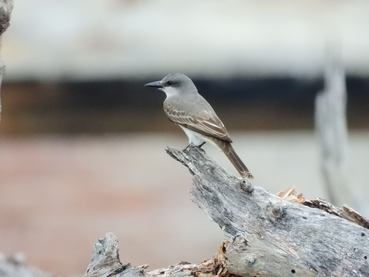 Gray Kingbird - Amy Grimm