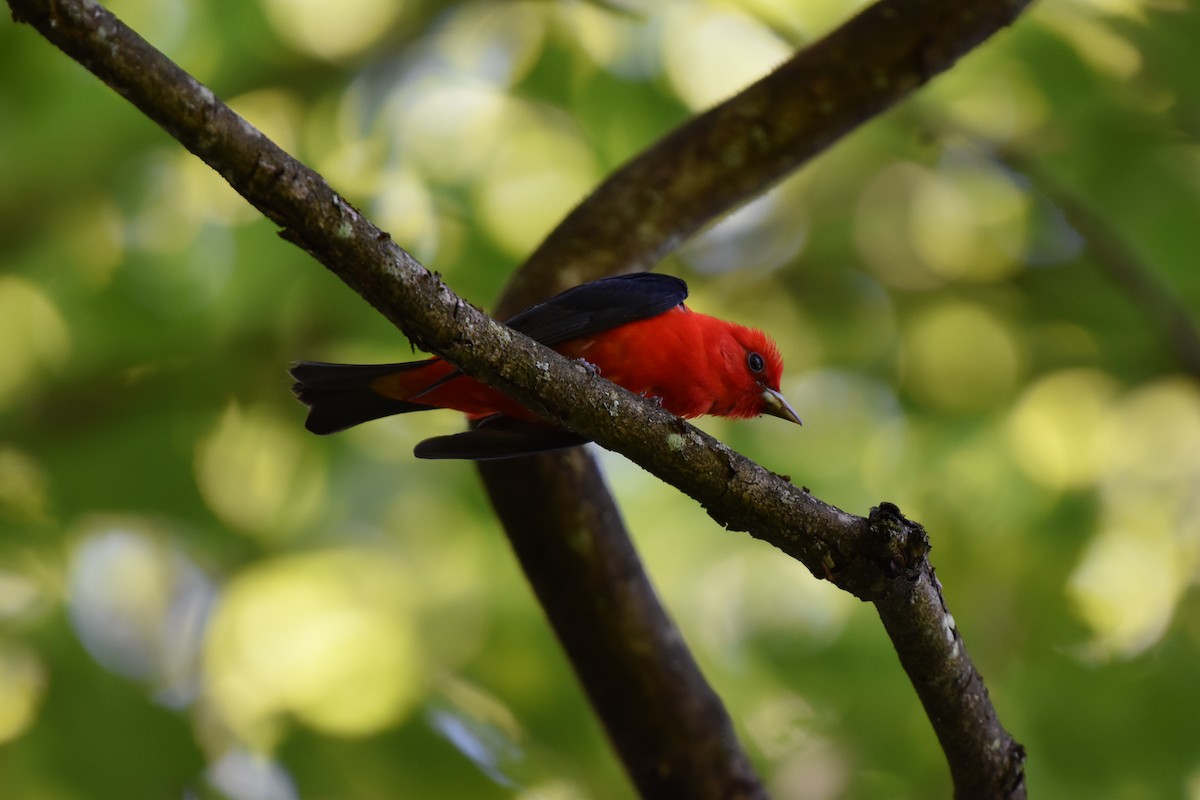 Scarlet Tanager - ML620448788