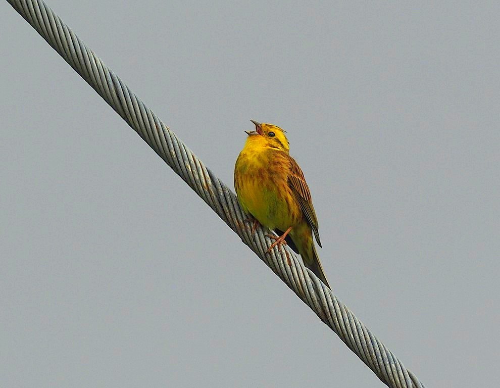 Yellowhammer - ML620448789