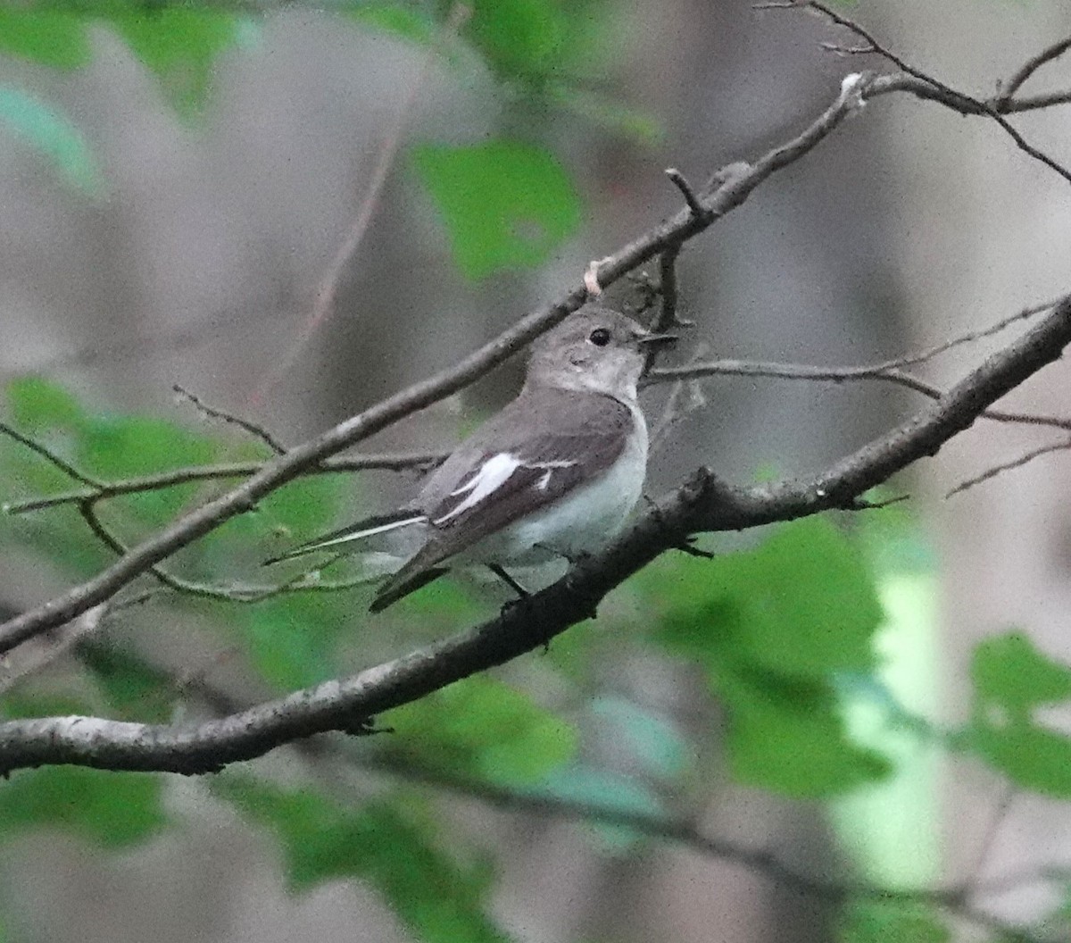 Collared Flycatcher - ML620448792