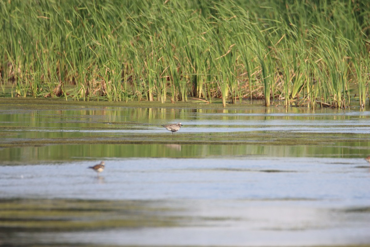 Black-bellied Plover - ML620448795