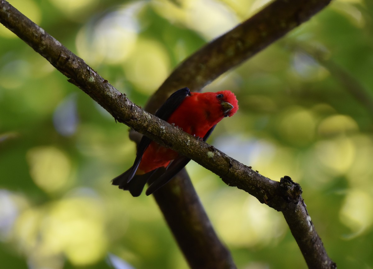 Scarlet Tanager - ML620448799