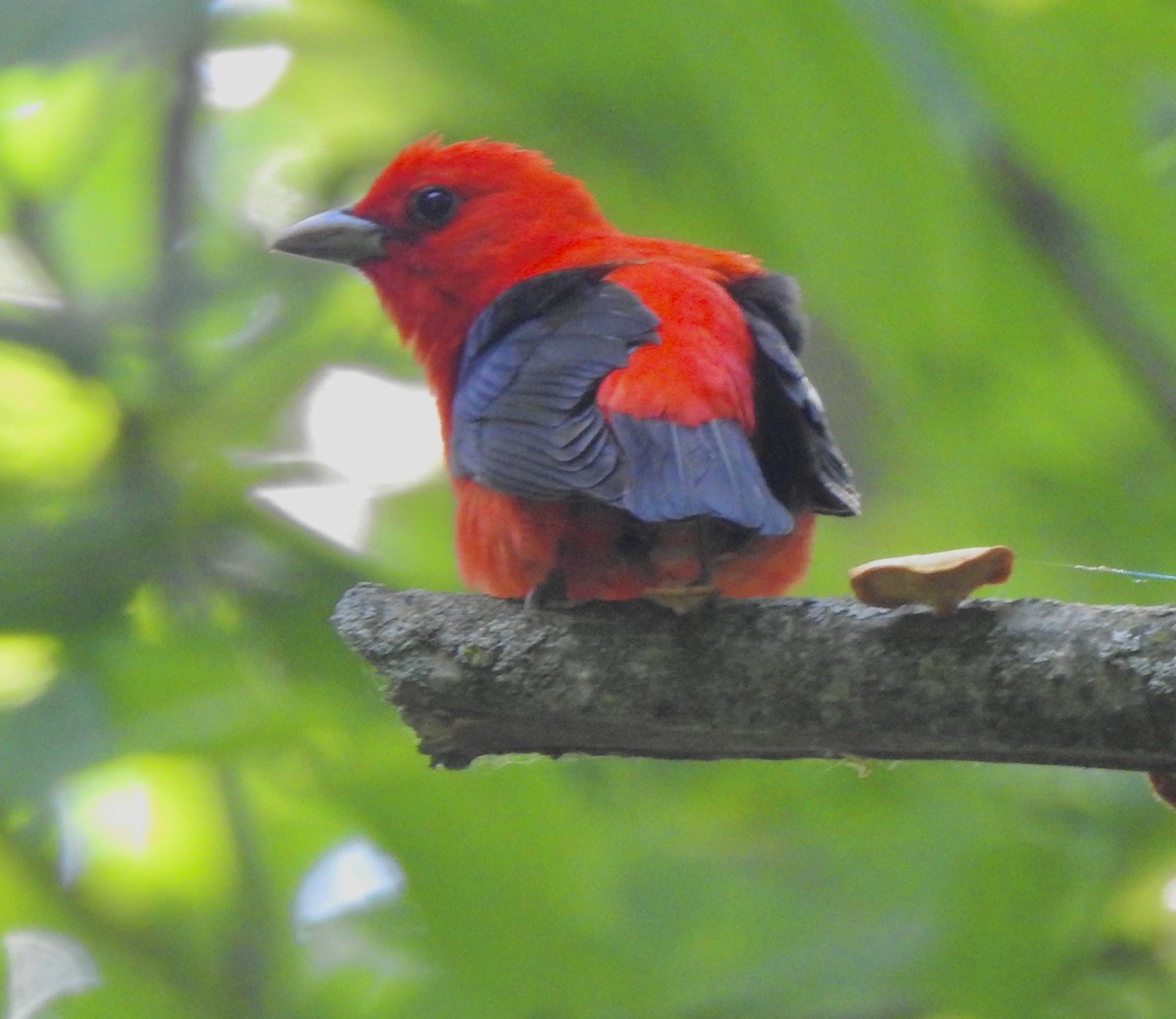 Scarlet Tanager - ML620448803