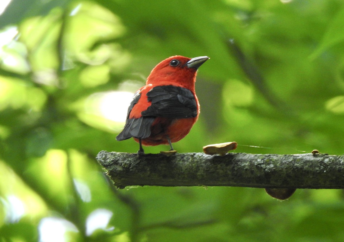 Scarlet Tanager - ML620448804