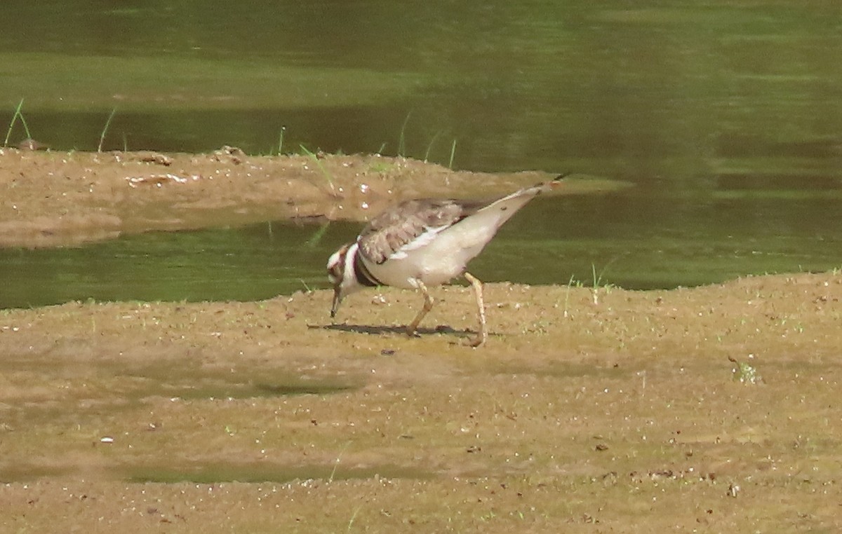 Killdeer - ML620448810