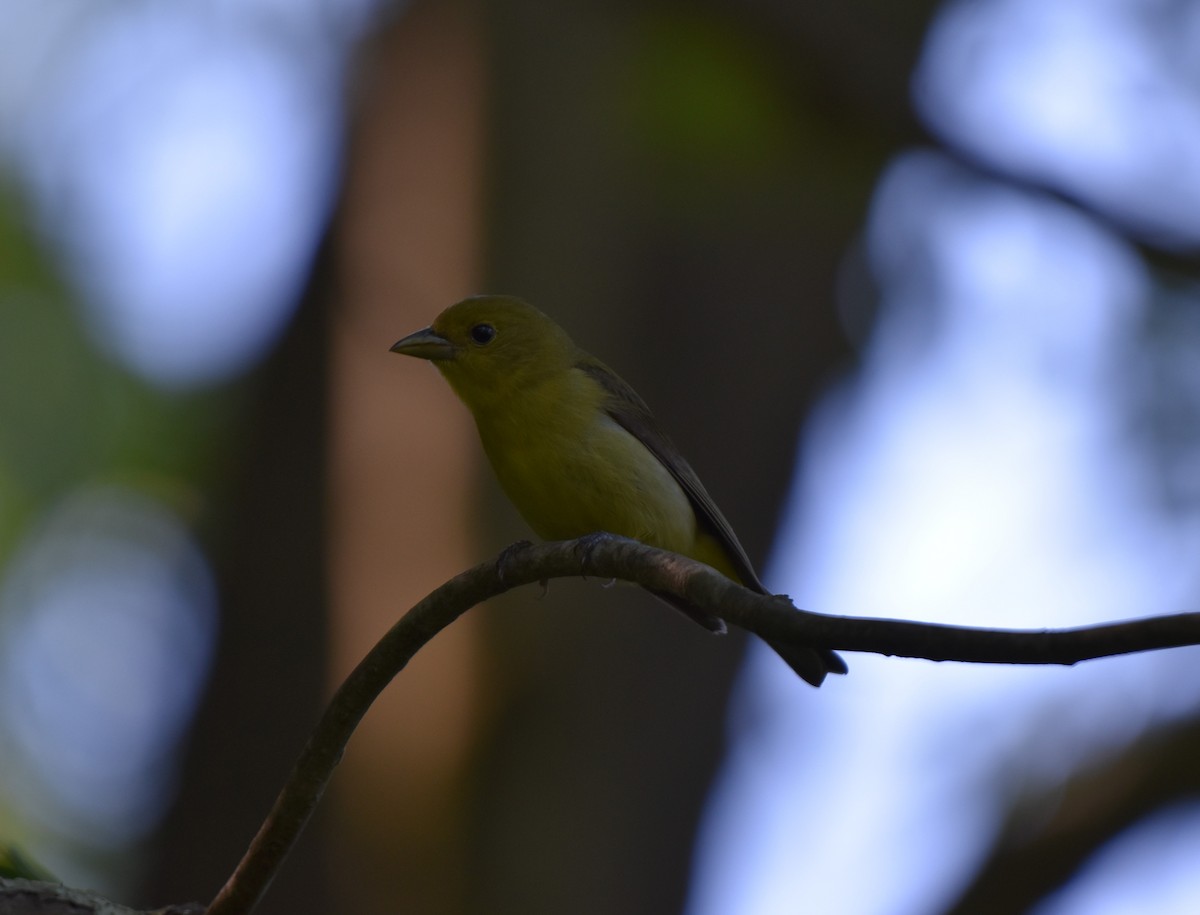 Scarlet Tanager - Thomas Connor