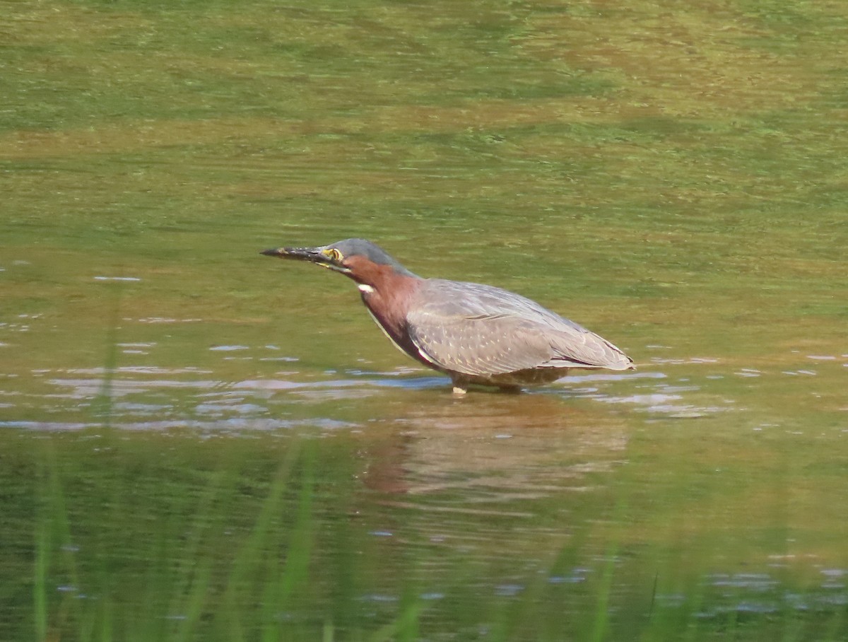 Green Heron - ML620448819