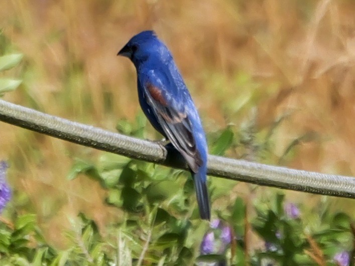 Guiraca bleu - ML620448820