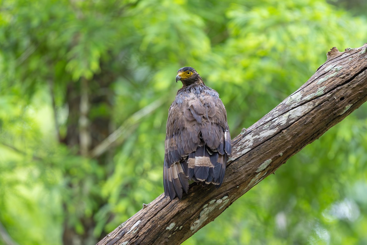 Crested Serpent-Eagle - ML620448836