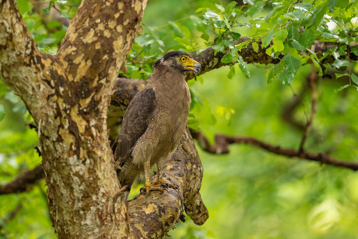Crested Serpent-Eagle - ML620448838