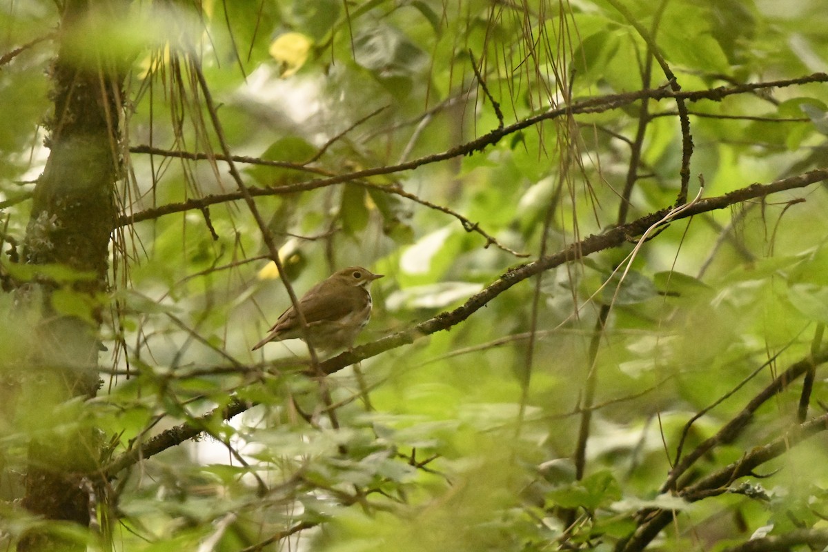 カマドムシクイ - ML620448839