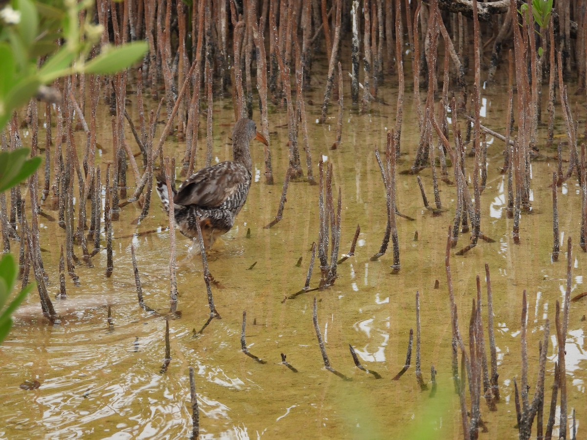 Clapper Rail (Caribbean) - ML620448841