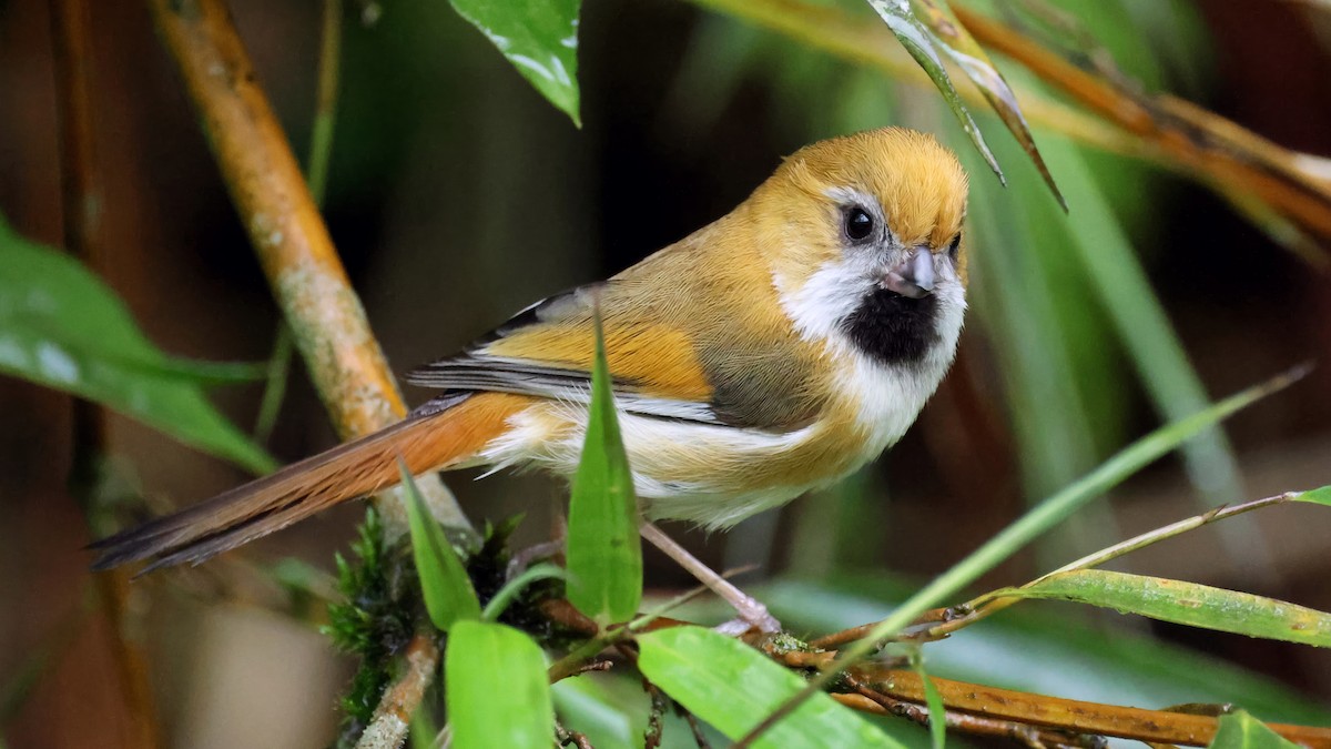 Golden Parrotbill - ML620448844