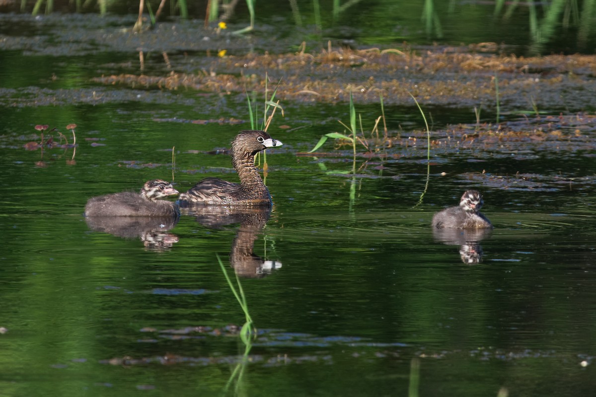 Pied-billed Grebe - Gavin Edmondstone