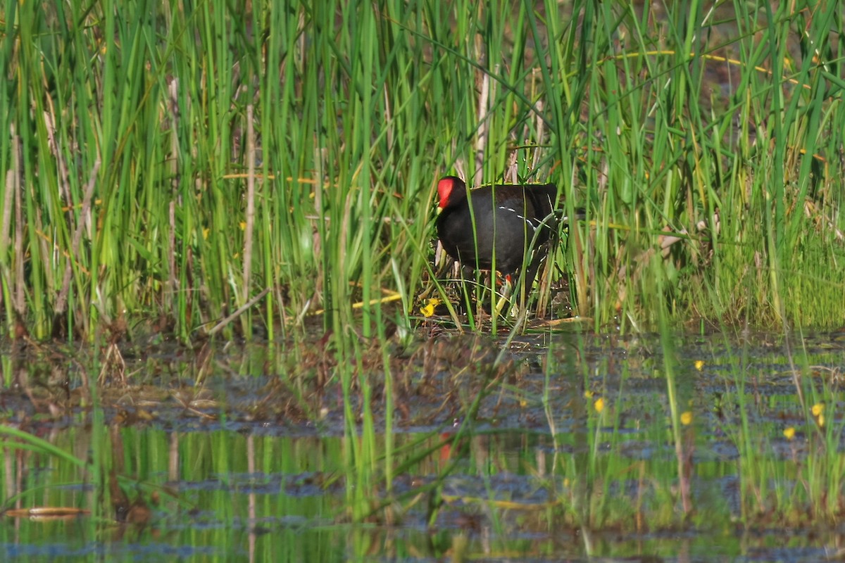 Common Gallinule - Gavin Edmondstone