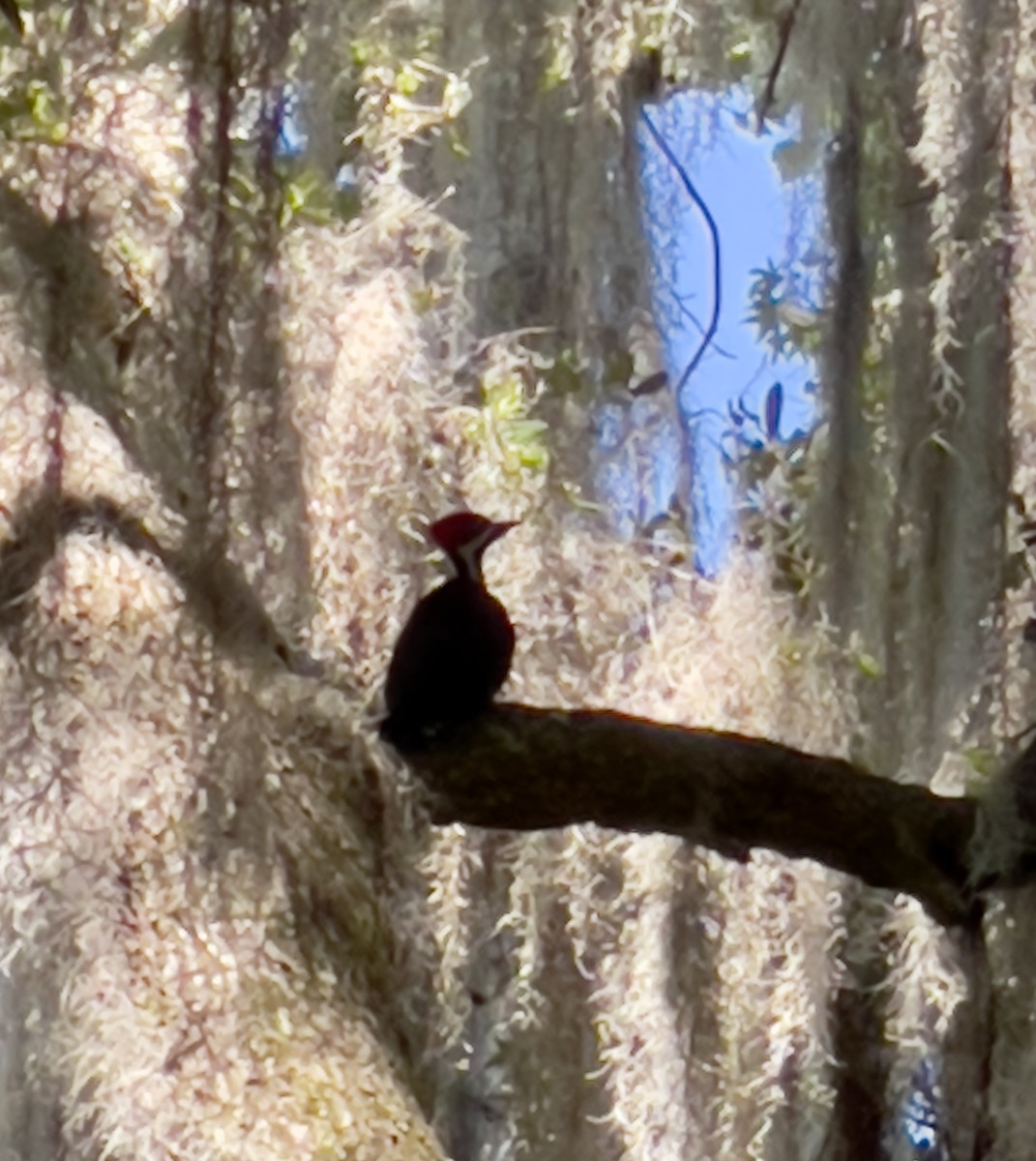 Pileated Woodpecker - ML620448865