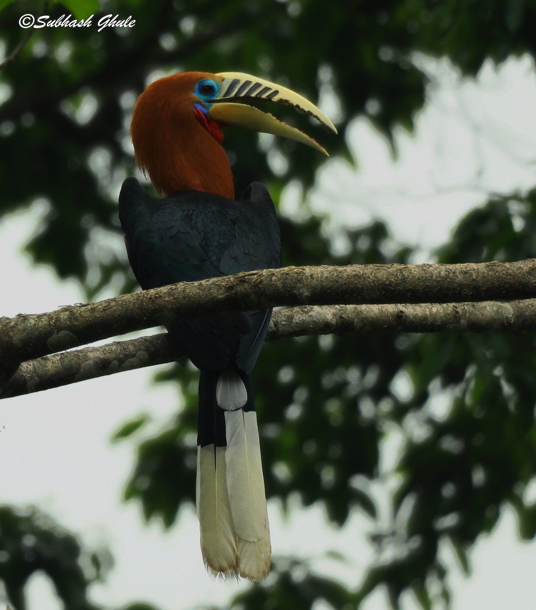 Rufous-necked Hornbill - ML620448867