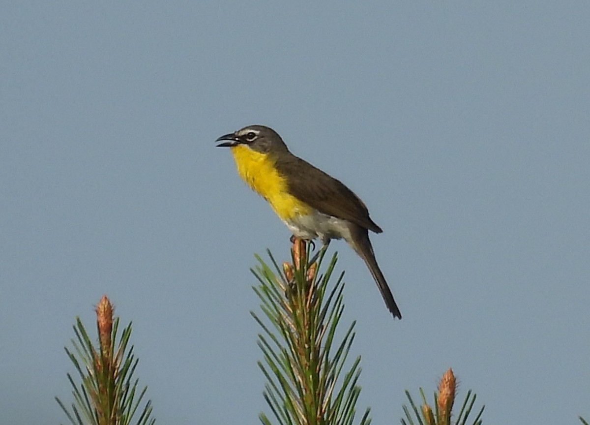 Yellow-breasted Chat - ML620448878