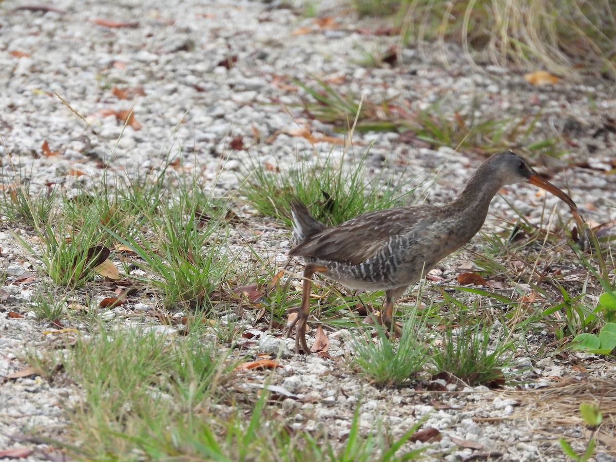 Clapper Rail (Caribbean) - ML620448879