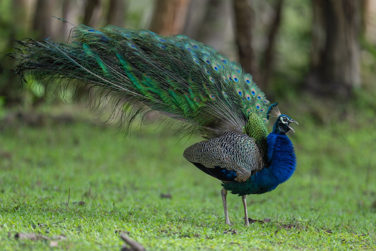 Indian Peafowl - ML620448887