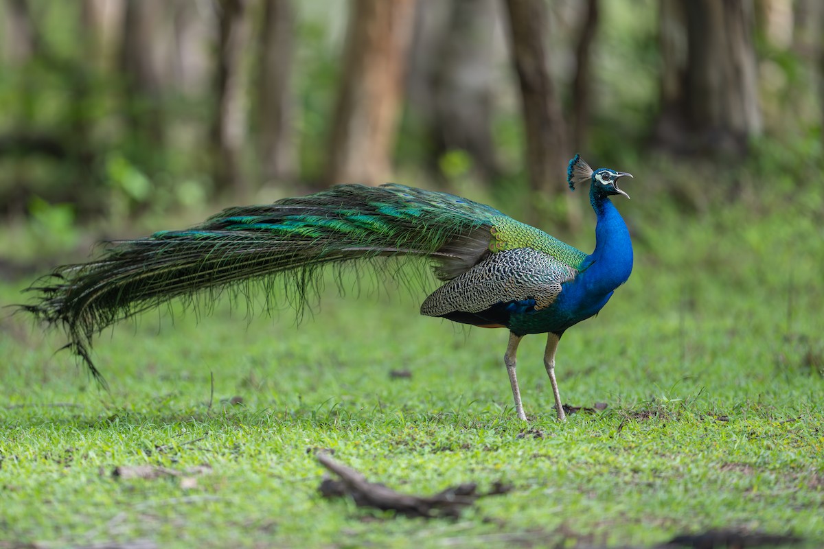 Indian Peafowl - ML620448888