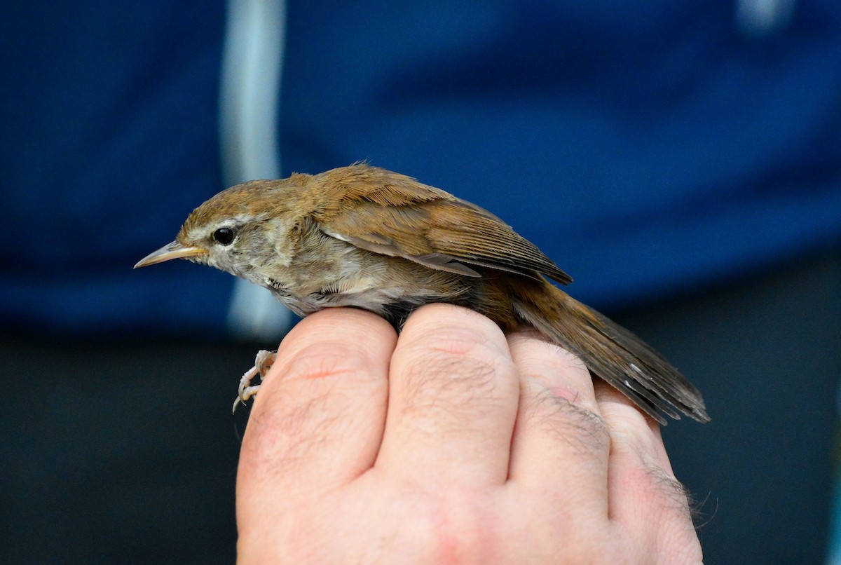 Cetti's Warbler - ML620448894