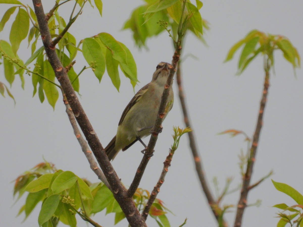 Vireo Bigotudo - ML620448896