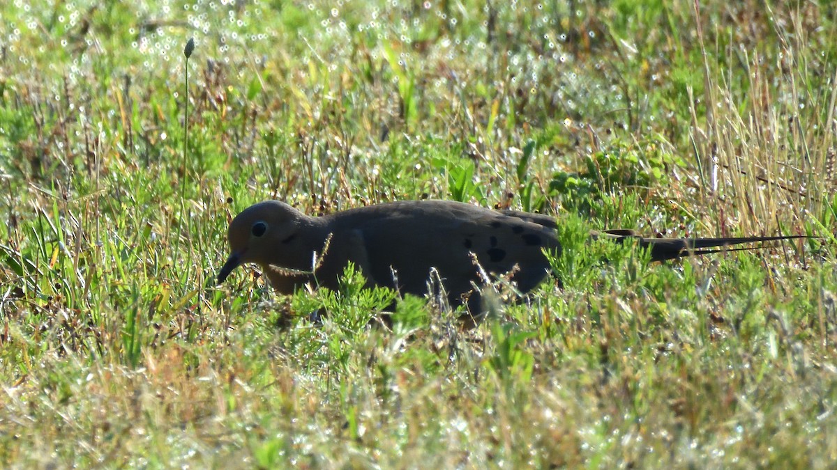 Mourning Dove - ML620448898