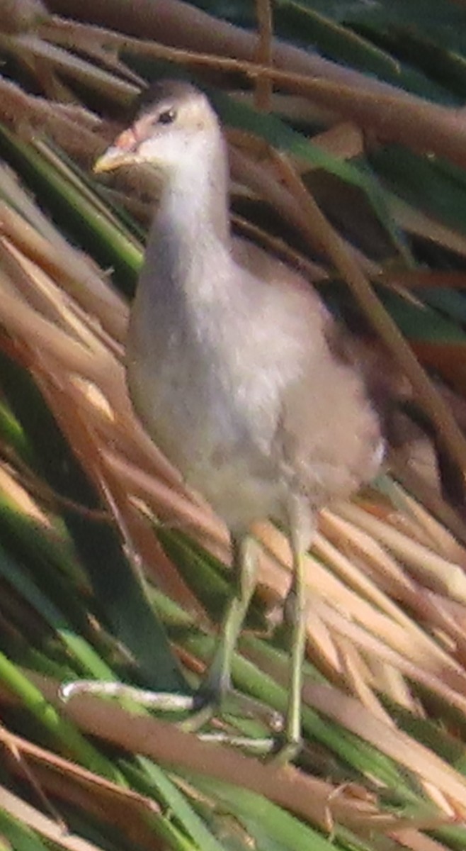 Common Gallinule - ML620448910