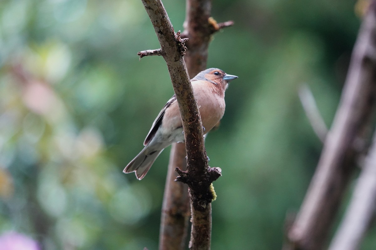 Common Chaffinch - ML620448911