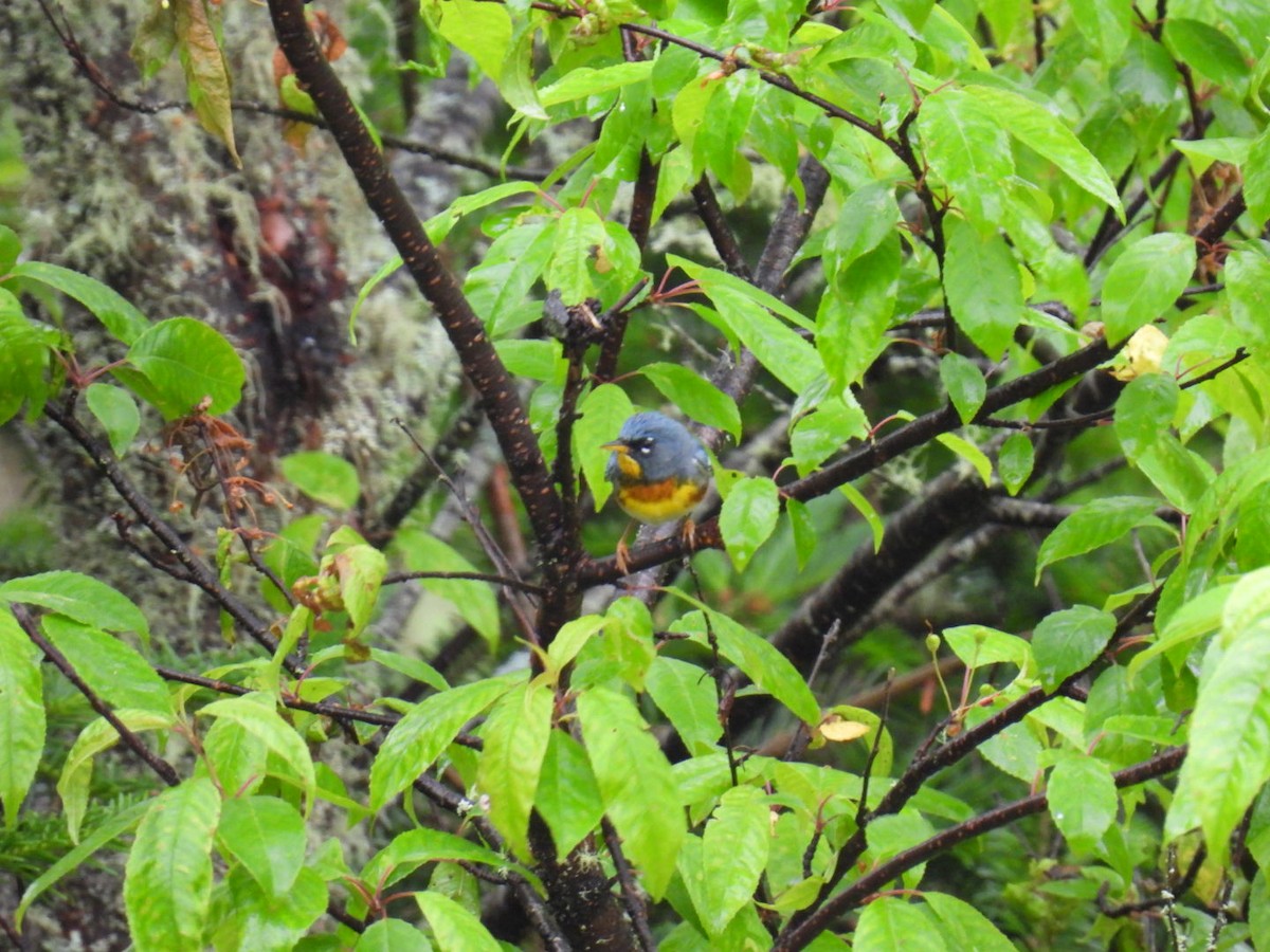 Northern Parula - ML620448916