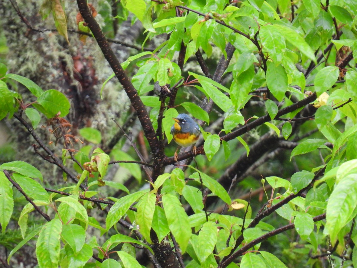 Northern Parula - ML620448917