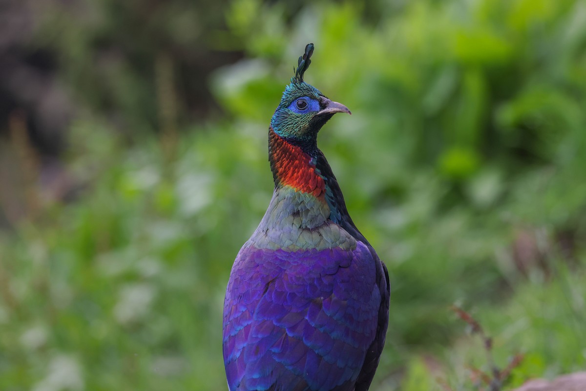 Himalayan Monal - ML620448924