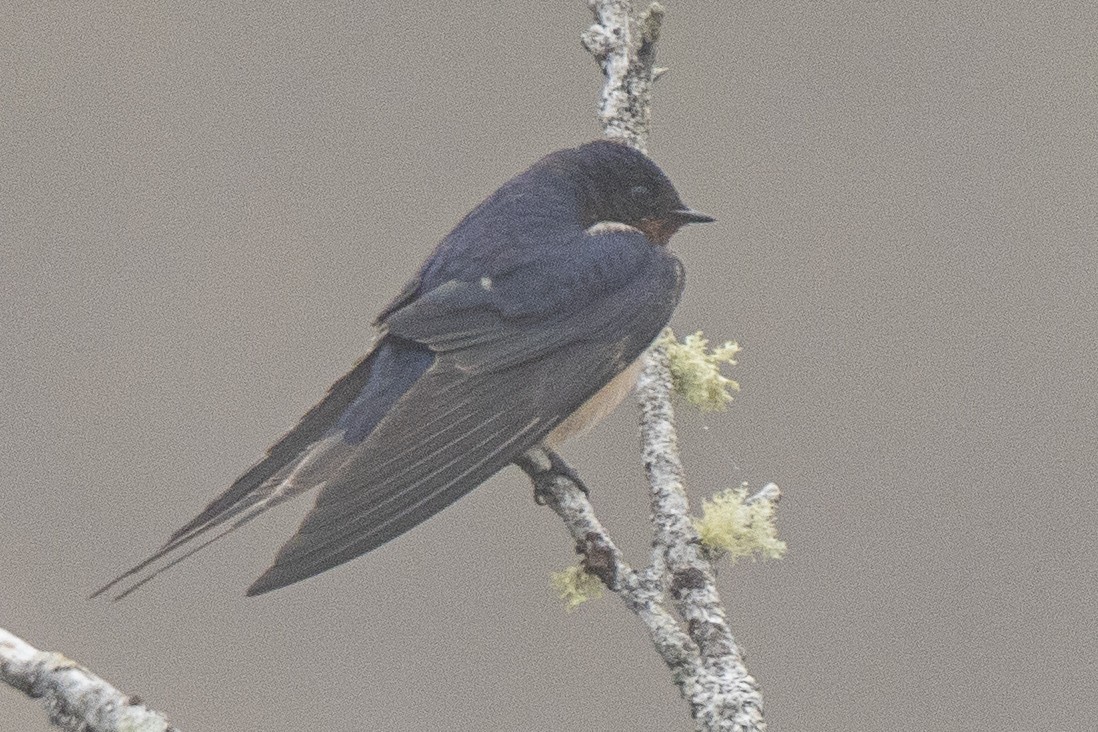 Barn Swallow - ML620448925