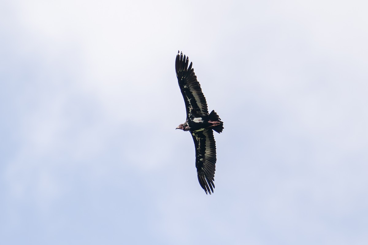 Red-headed Vulture - ML620448955