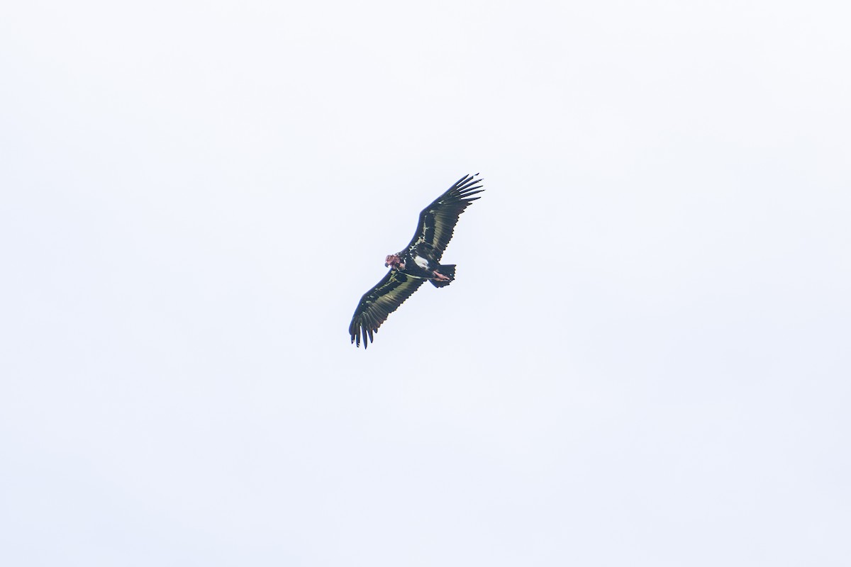 Red-headed Vulture - ML620448958