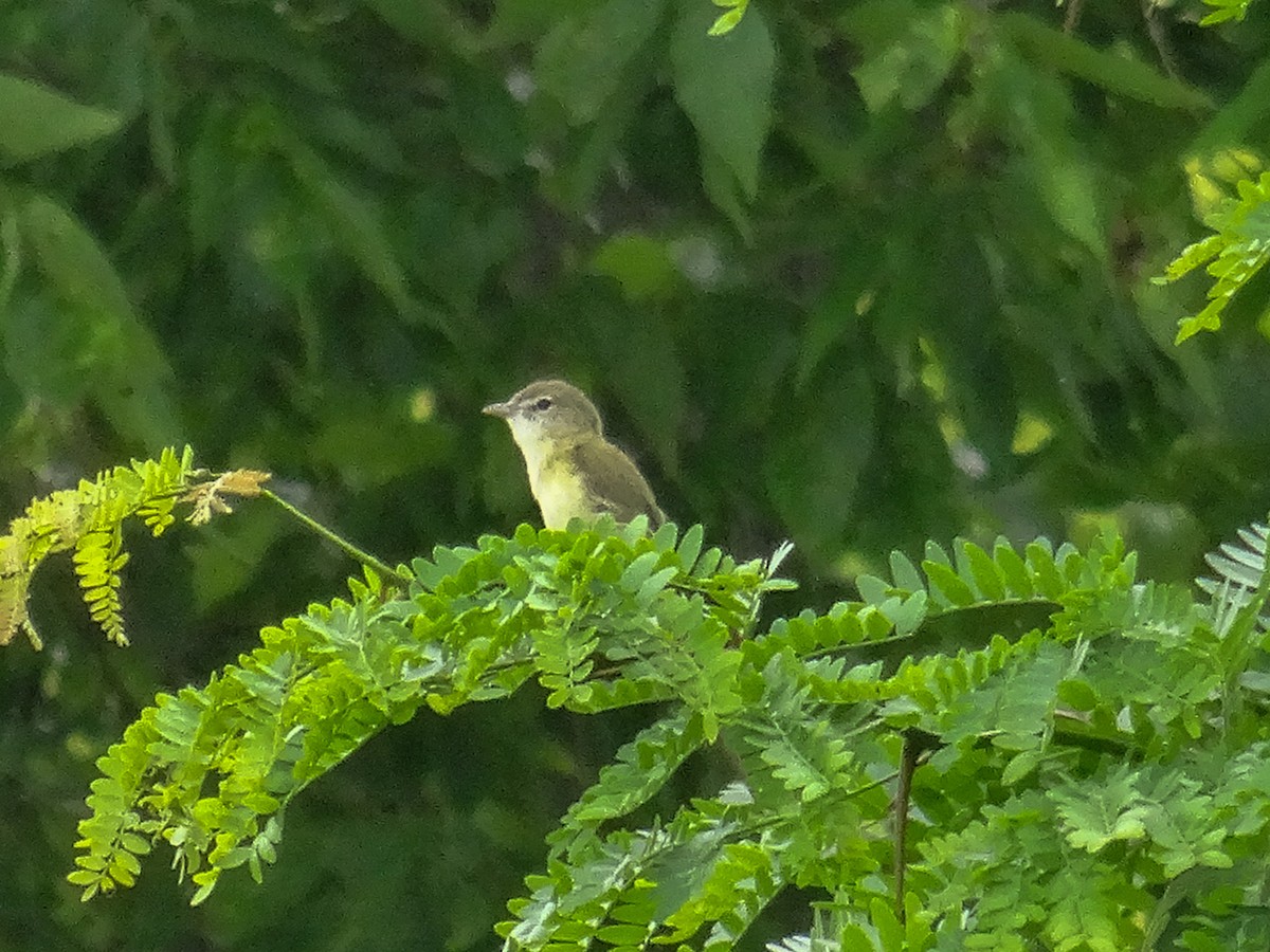 Braunaugenvireo (bellii/medius) - ML620448962