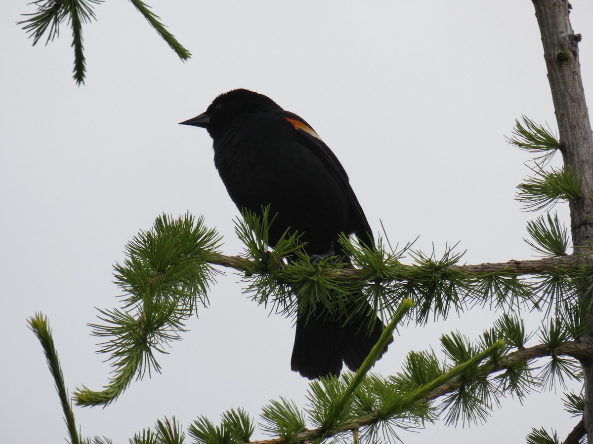 Red-winged Blackbird - ML620448975