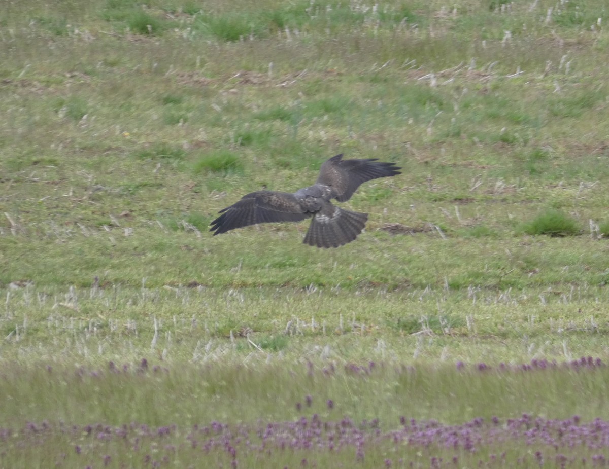 Swainson's Hawk - ML620448983