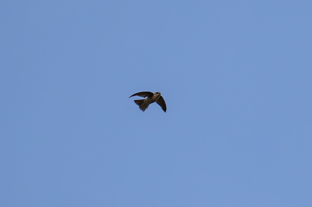 Indian Swiftlet - ML620448986