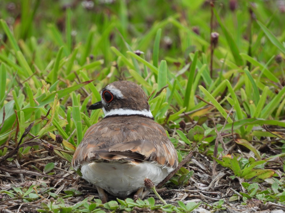 Killdeer - ML620448988