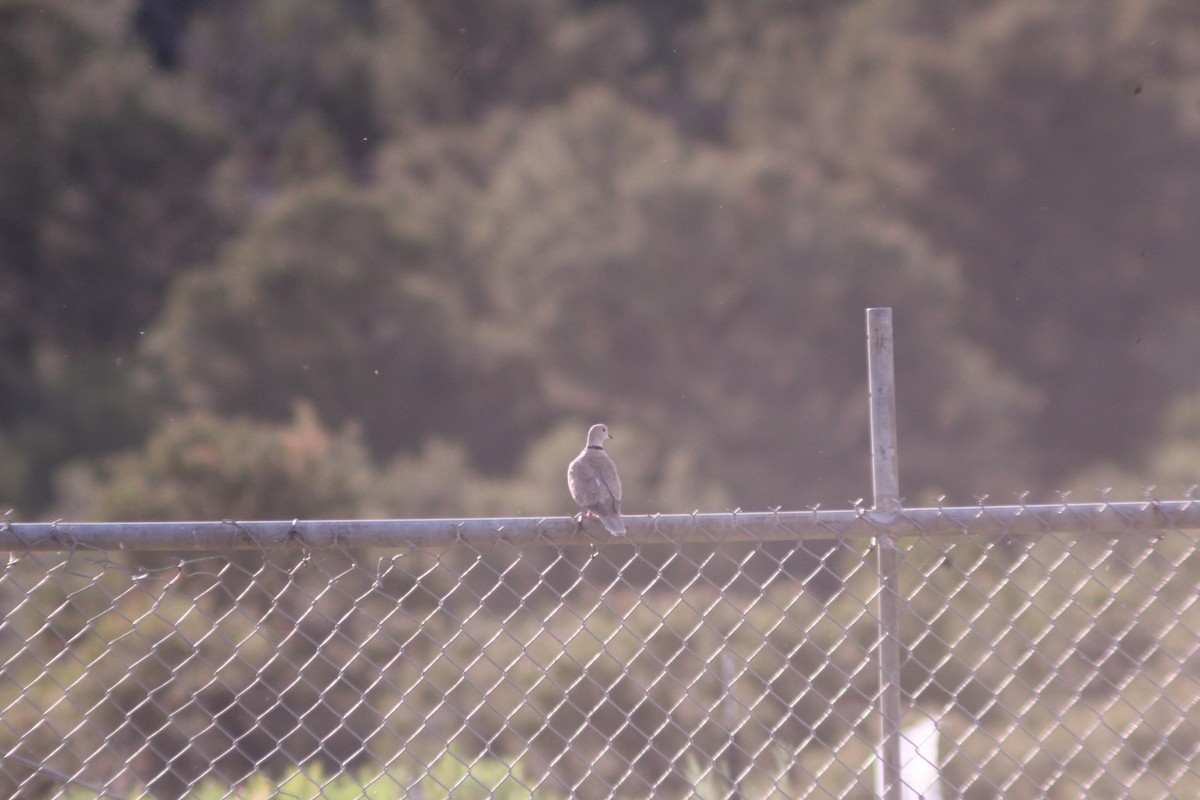 Eurasian Collared-Dove - ML620448998