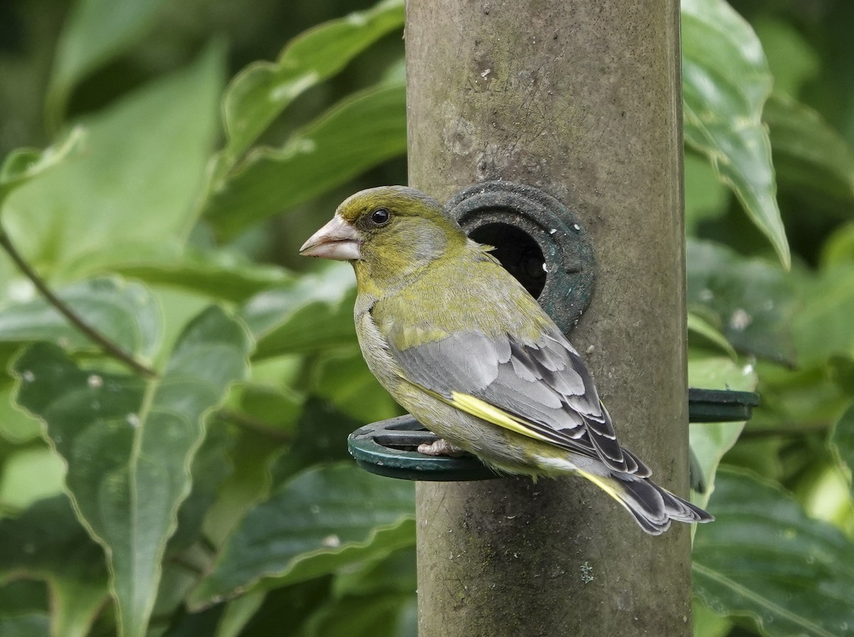 European Greenfinch - ML620449007