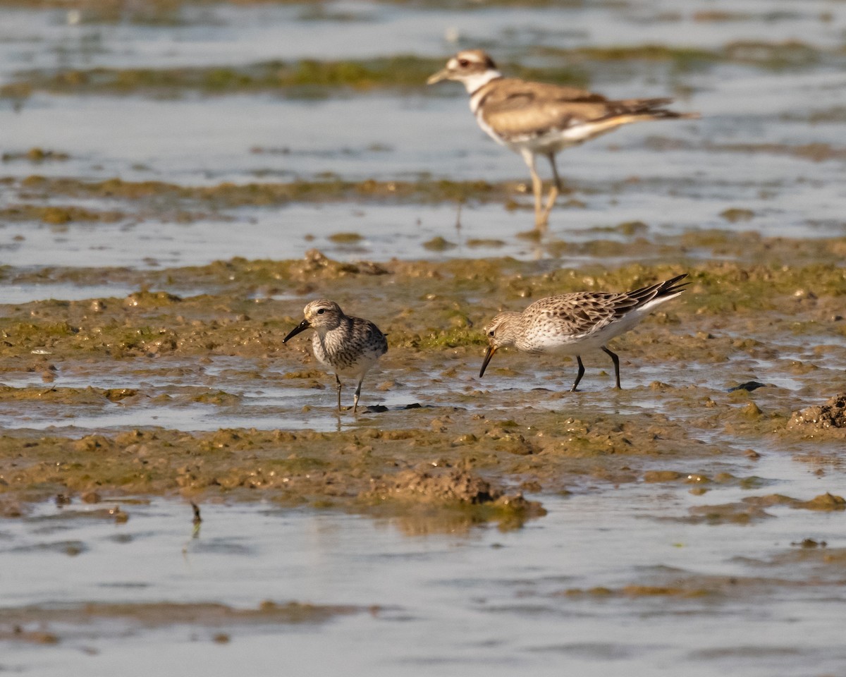 White-rumped Sandpiper - ML620449011