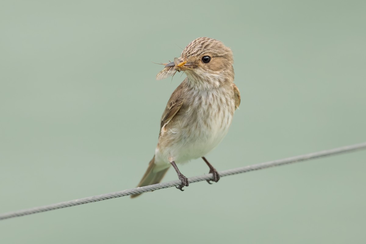 Spotted Flycatcher - ML620449012