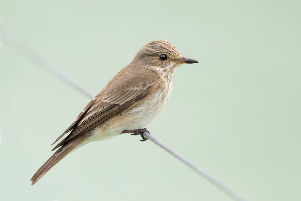 Spotted Flycatcher - ML620449014