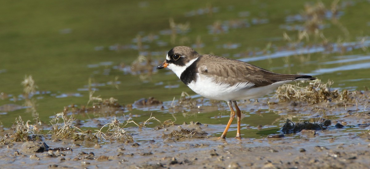 Semipalmated Plover - ML620449031