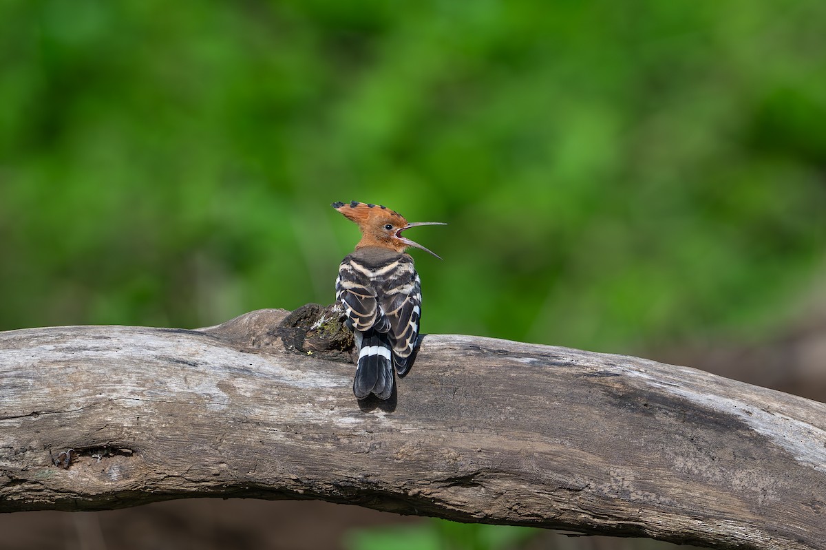 Eurasian Hoopoe - Aditya Rao