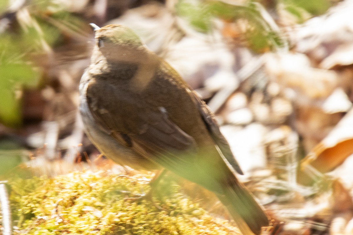 Hermit Thrush - Peter Gadd