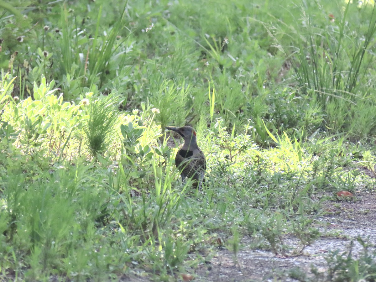 Northern Flicker - ML620449041